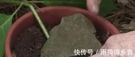 树枝|做无花果扦插，时间一定要“掐准”，插一棵活一棵，不愁没吃的！