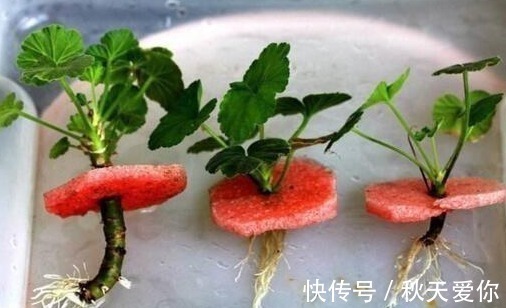 夏日|它花开如“玫瑰”,好养如绿萝,折个枝,插土就活,一开一大团