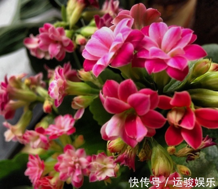 混合水比营养液更肥沃，家里的花卉长出更多的绿叶，开花更茂盛！