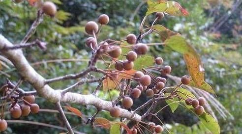 成熟|农村才有的奇特美味野果,吃过十种以上算你牛,城里人见得少