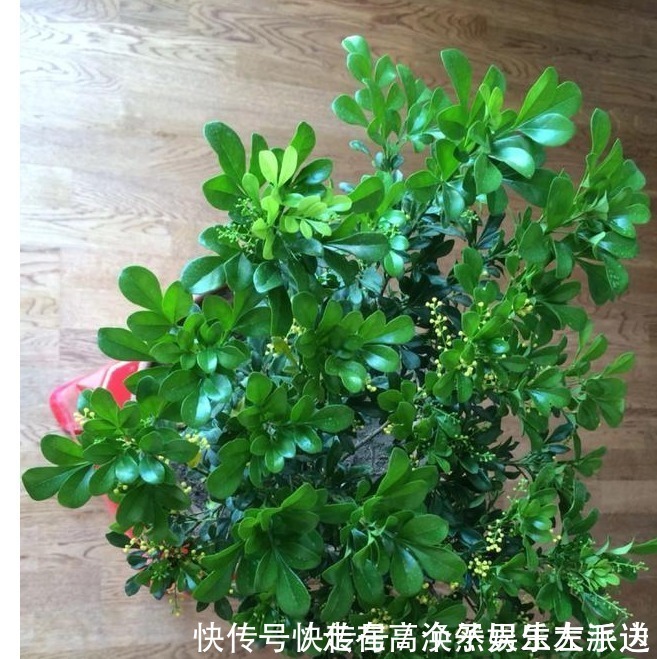 米兰|我家的米兰开花多、香气四溢,邻居们都忍不住来敲门讨经验