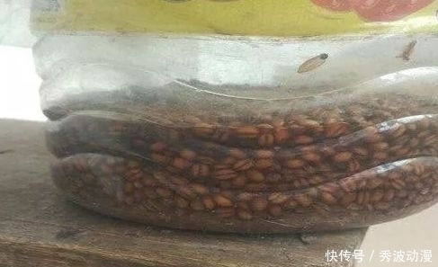 鲫鱼“最上瘾”饵料,水里一抛,方圆30米的鲫鱼死命的咬钩