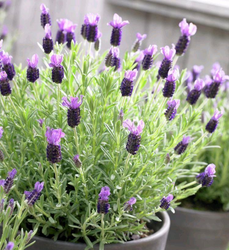 绿植|喜欢叶子有香味的花?5种芳香的绿植,比绿萝更好养更耐看