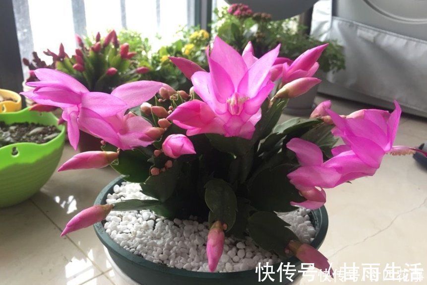 蟹爪兰叶子软塌，难复花，“根源”在这里，解决后重新饱满猛开花