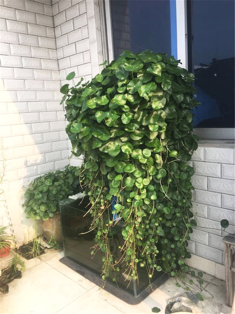 大神用这水养铜钱草，叶片像荷叶一样大，3个月爆盆成瀑布！