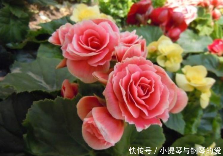 4种花是花中劳模,长势好、花色艳,雍容华贵,养护简单