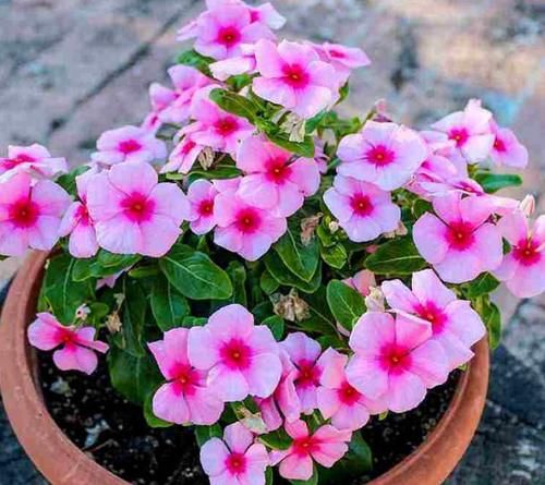 家庭养花：如何做好土壤结块的“防”和“治”？