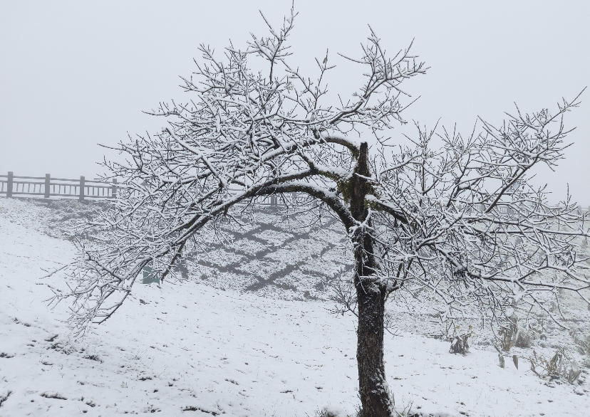 首降|成都西岭雪山首降今冬最大的一场雪，有望提前滑雪