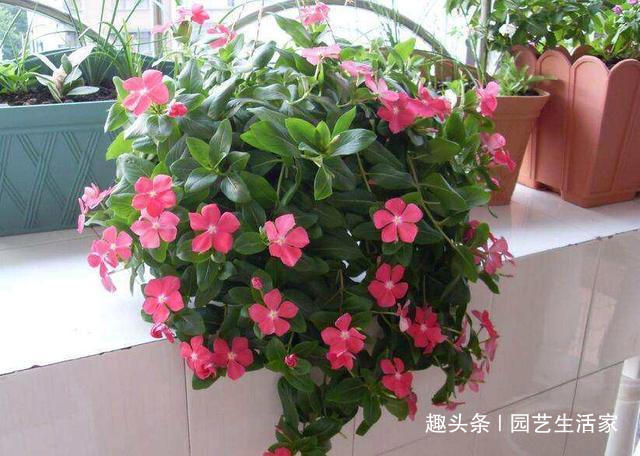 此花花期长较耐寒,秋冬想养花就养它,开花多不怕冷