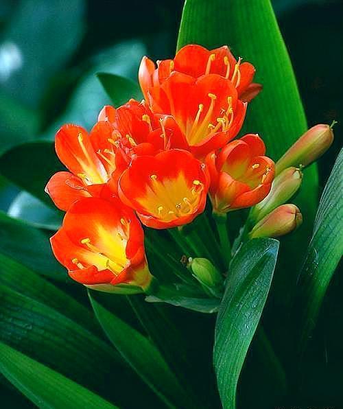 网购君子兰，换盆有“诀窍”，根系生长快，叶片肥厚根满盆！