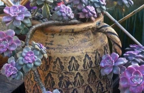 这5种多肉很难养死，适合新手养