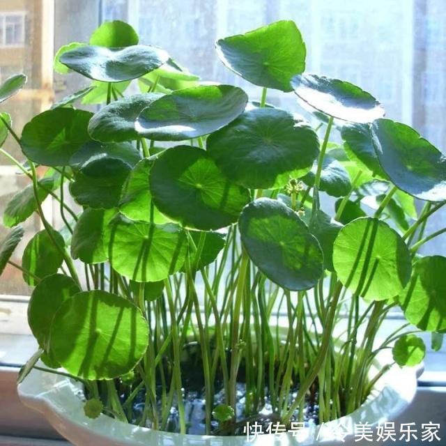 施肥|铜钱草长得“快与慢”,施肥不重要,关键在“摆放”!