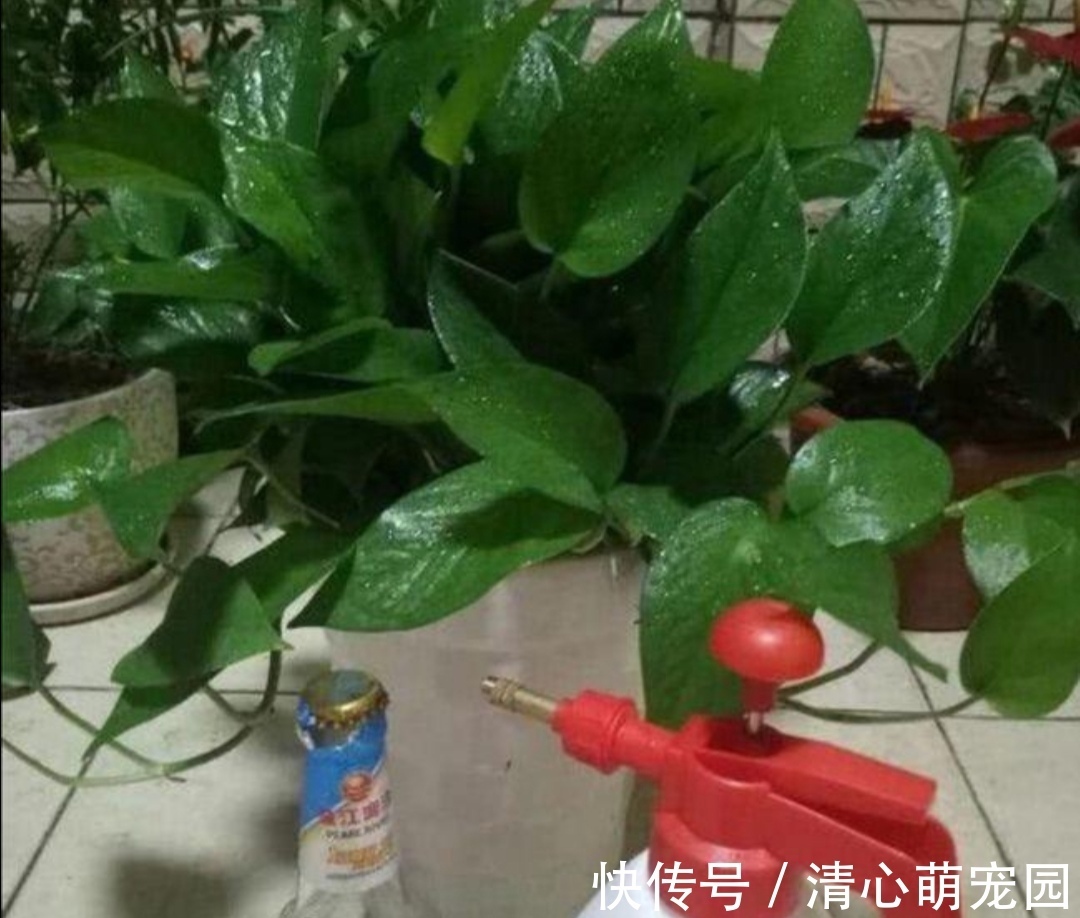 油绿|绿萝喜欢喝“2种水”，半个月浇一次，叶子变得油绿又光亮