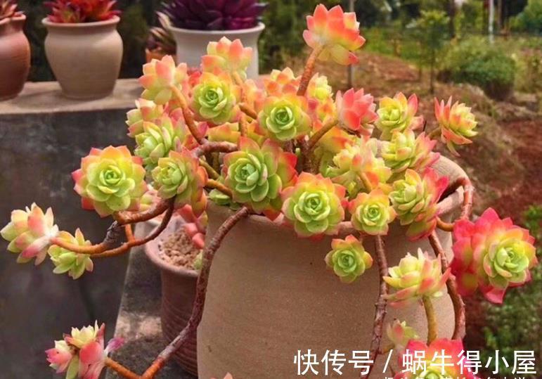 化妆|多肉薄化妆老桩怎么上盆?按这些步骤走起来,服盆后就会很美