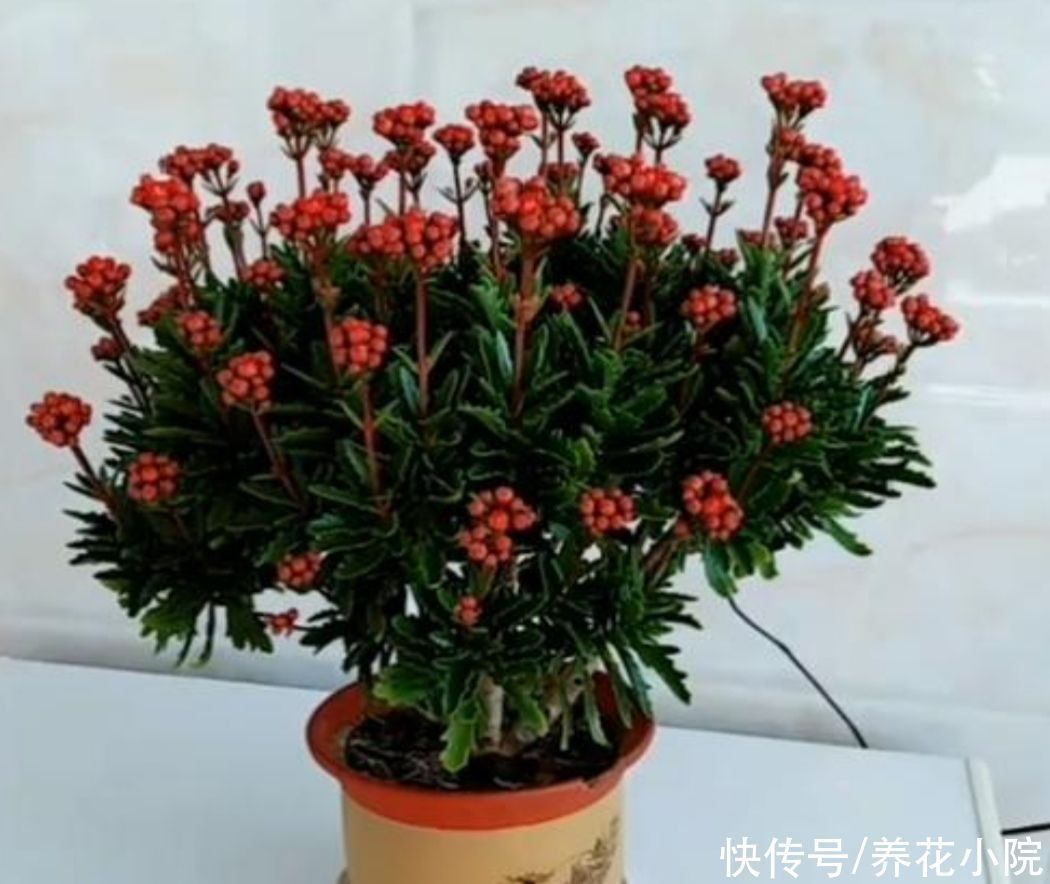 植株|长寿花这样修剪，2年养成老桩，枝头长满花苞