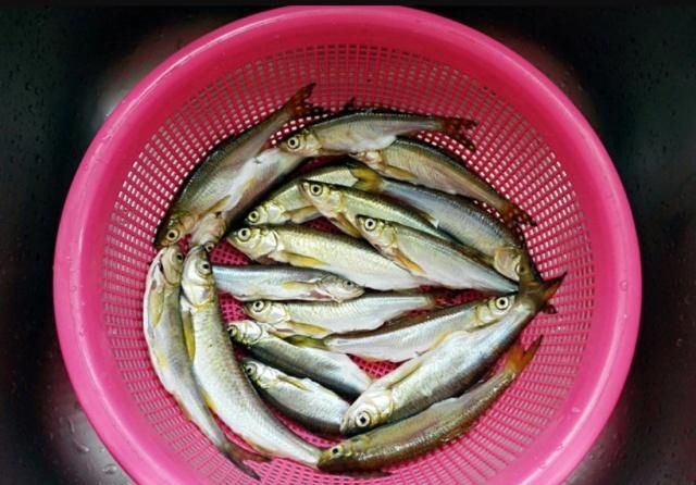 遇到这种鱼大家不要手软，含钙量特别高，常给孩子吃，个子长得高