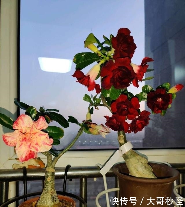 这3种花,浇水越多越不开花,少浇水,开花勤,长得旺