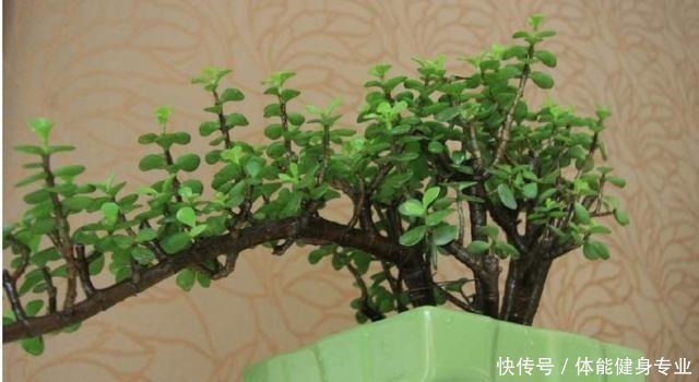 霸气|想要院子高档,就养这2种花,根茎外漏,霸气十足,身价翻倍涨!