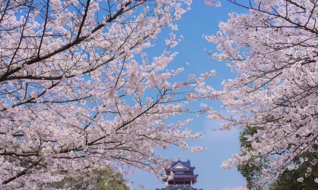 正值|这里的樱花正值花期！比日本美，被誉为“世界三大赏樱胜地之一”