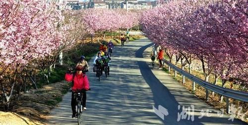 谷城老君山樱花烂漫