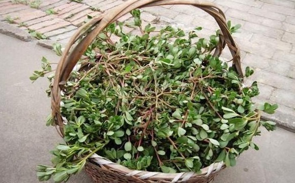 农村玉米地的杂草,包饺子最好吃,我哥种了15亩,卖了16万