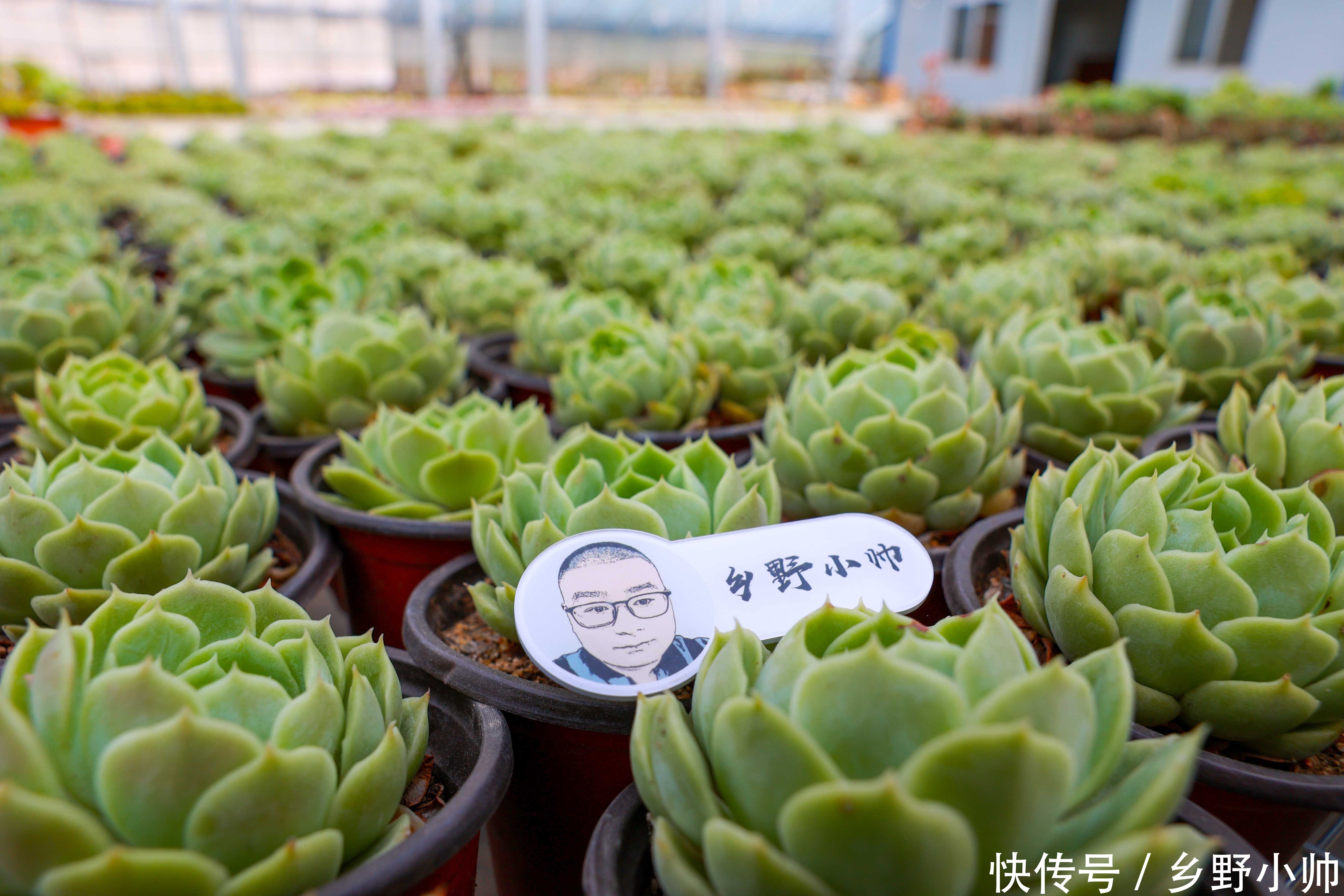 姬星美人|好花配好器, 学会这些搭配技巧,肉肉更美更漂亮