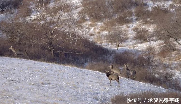 阿旗|【影像阿旗】雪地生灵—野鹿