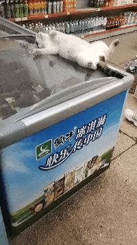 |搞笑GIF段子:这马是几缸的,动力十足呀