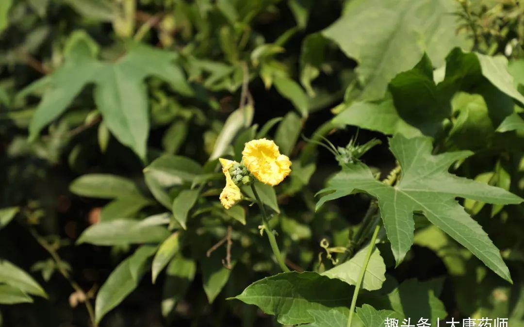 阴两虚|处暑后15天，提升体质黄金期！1个方子，把夏天亏空的气血补回来