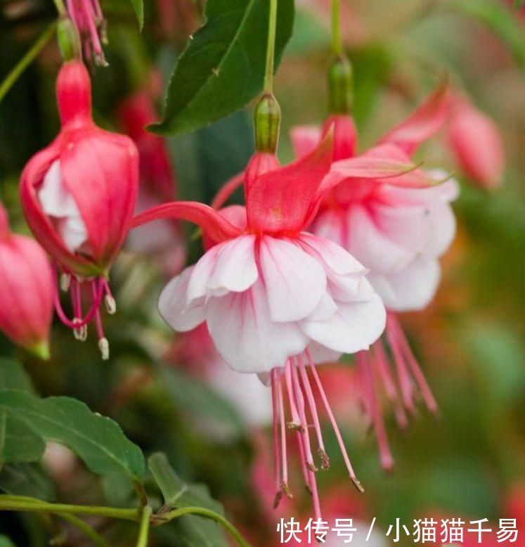 度夏难|4种花,一到夏天就闹脾气,浇不得、晒不得,一言不合死翘翘