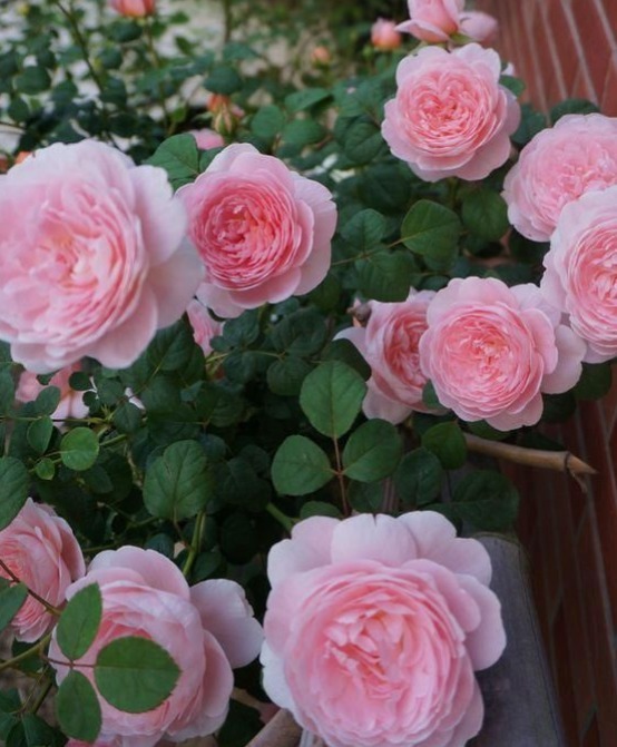 条纹|傻傻分不清的月季，能认出品种算你狠！