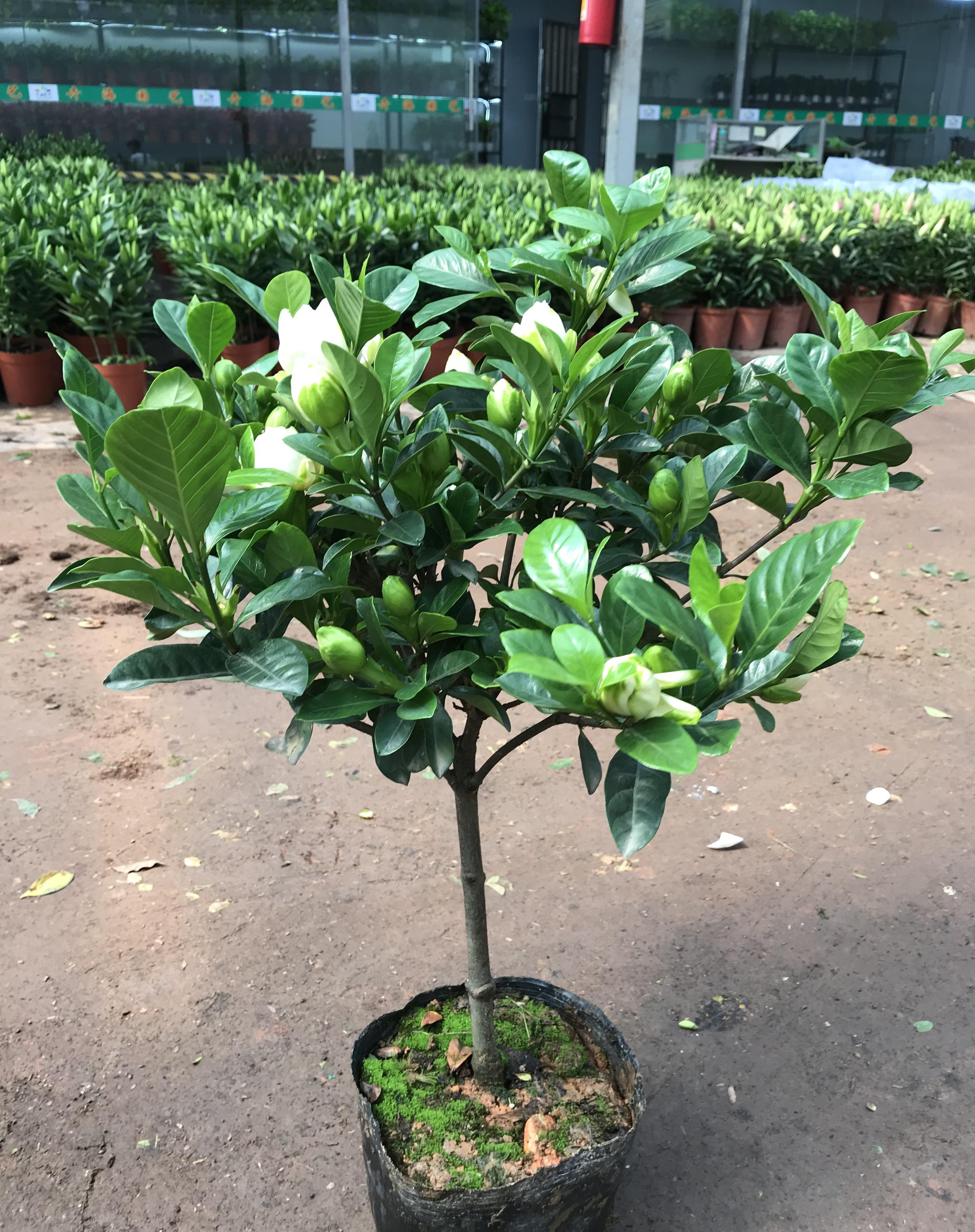 多肉植物|花店买花,避开4种花,里面“猫腻大”,买了难养活,白白浪费钱