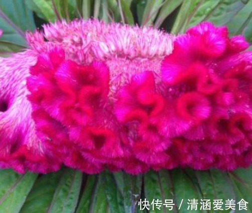 药用价|农村路边一种野花，价值珍贵，药用价值高，营养价值高