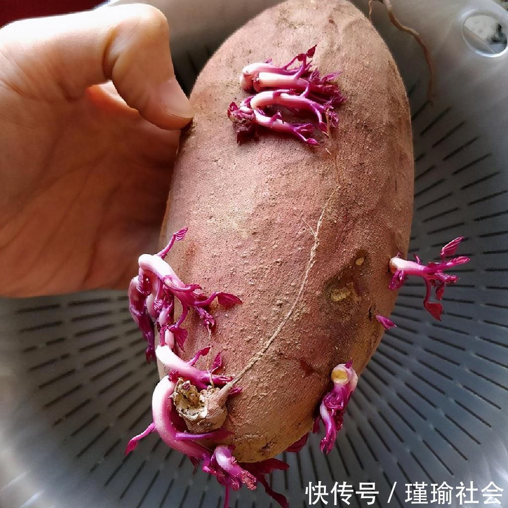 花生|生活小技巧：土豆，花生，红薯发芽后，到底还能不能吃？