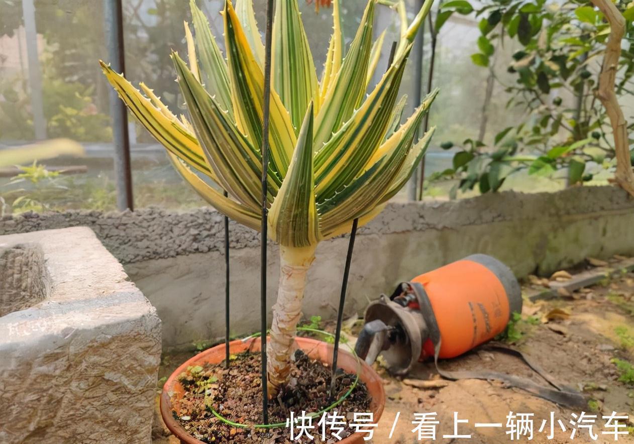 九种皮实花,多晒少管长得好,养成老桩更高档,绿萝没上榜