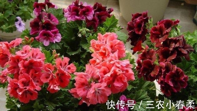 扦插|天竺葵扦插繁殖, 一盆变多盆, 夏天长爆盆!