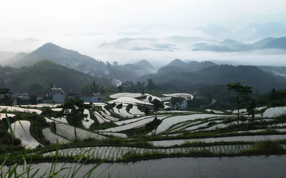 镜面|开耕了！天台泳溪“镜面梯田”强势来袭, 让人坐不住啊！