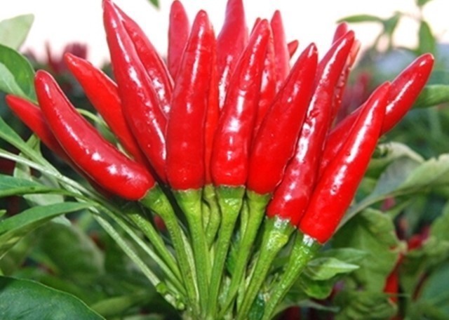 香草醛|吃辣椒是降血压还是升血压医生说了大实话,爱吃辣的人看完再吃