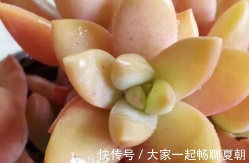 铭月|布丁和铭月是同一种多肉吗？看看布丁养了几个月后的状态就知道了