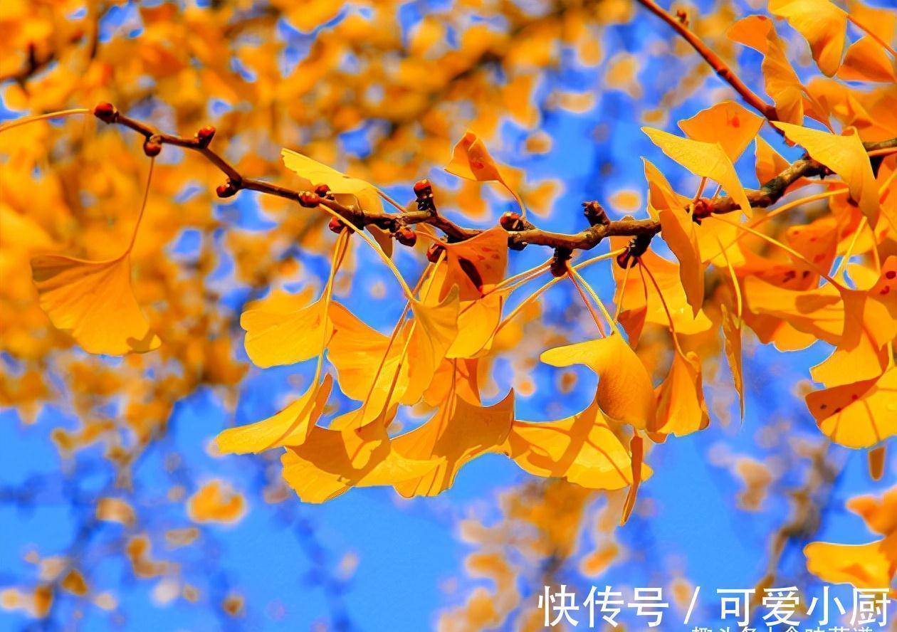 皮薄馅大|秋季吃饺子,还是此菜合适,皮薄馅大,鲜嫩多汁,老人孩子都爱吃