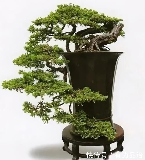 盆景各式各样,叫法各有不同,基础的13种式样,你见过几种