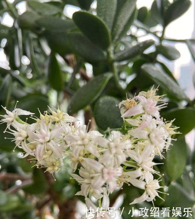 养了二十年的玉树开花了