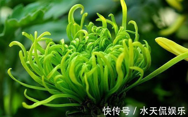 名菊|喜欢菊花,不如养盆“珍贵名菊”绿朝云,似惊鸿起舞,美丽优雅