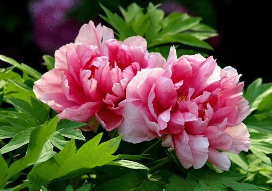 花期超长的植物，花开百日不谢，开成大花球，花开一茬接一茬