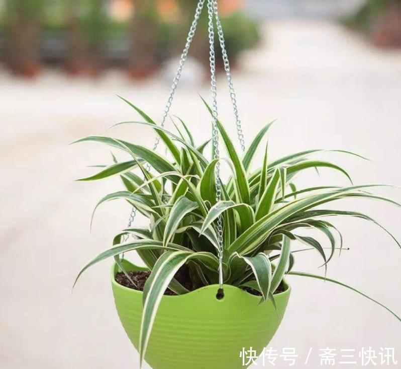 5种大型花原来是个酒鬼，每周灌点酒，喝完马上绿油油！