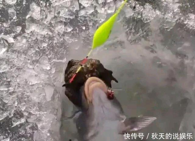 罕见!辽宁钓鱼人喜获“金蟾抱鲤”寓意好运来?知道真相后很尴尬