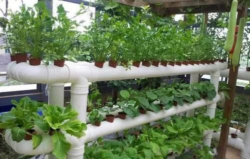 家里空间小，养花学着这么“省地”，再多盆栽都放得下