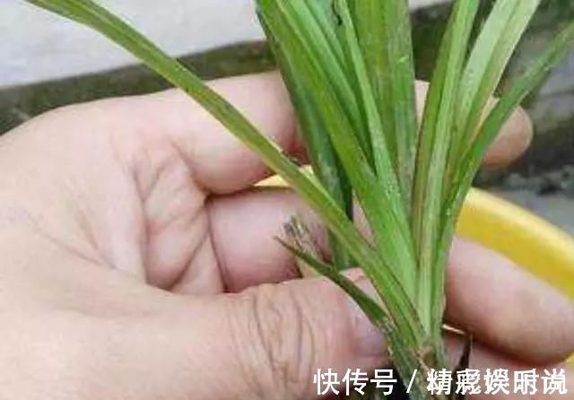 浇灌|胡大妈养“兰花”,用一种令人厌恶的“营养液”,1盆养成20盆