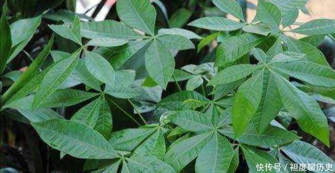 养发财树,别给它浇3种水,否则容易出现烂根、黄叶