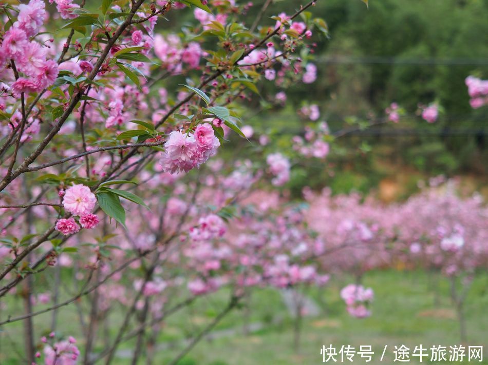 桐庐天子地，集樱花林、溶洞、湖泊峡谷的小众目的地，人少景美